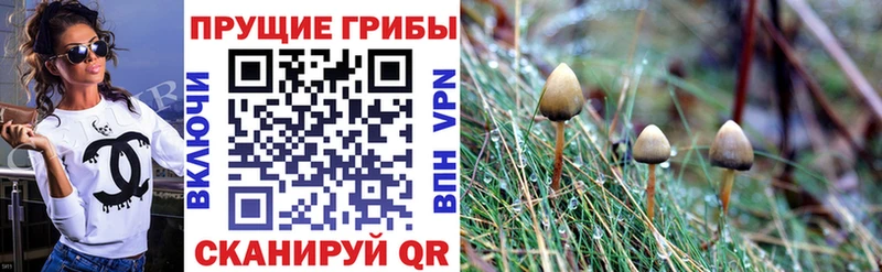 Галлюциногенные грибы Psilocybine cubensis  KRAKEN ONION  Ильский  что такое наркотик 